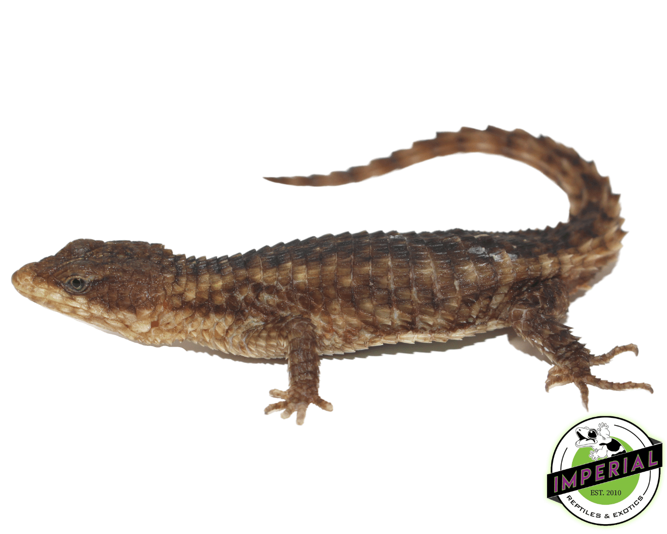 armadillo lizard for sale, buy reptiles online