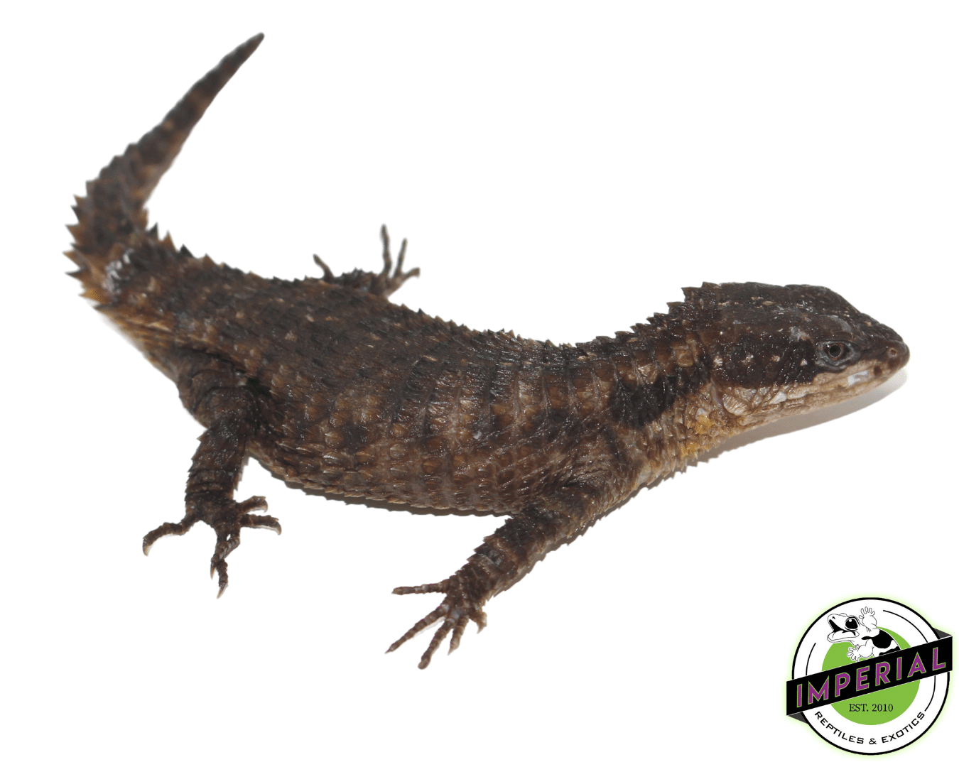 Armadillo Lizard For Sale Imperial Reptiles IMPERIAL REPTILES & EXOTICS