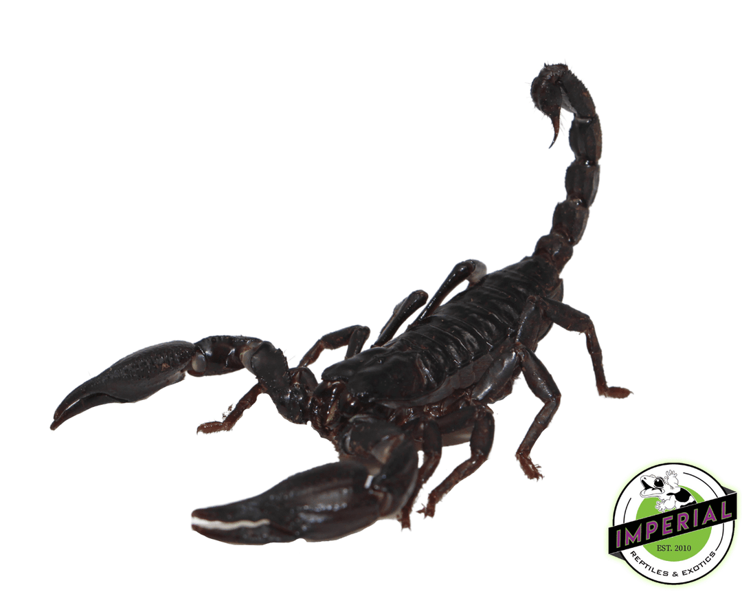 その他 Black Scorpion [Import USA Zone 1] asian-forest-scorpion-for-