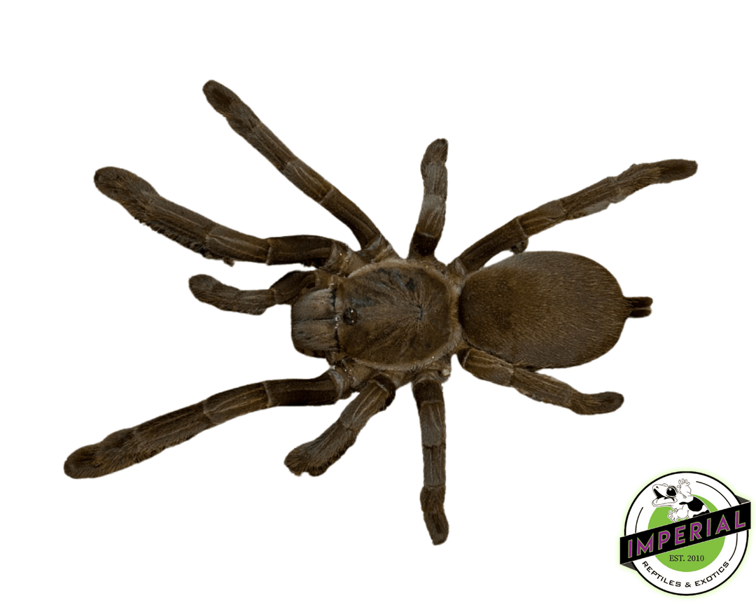 australian-barking-spider-for-