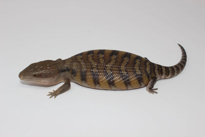 blue tongue skink for sale, buy reptiles online