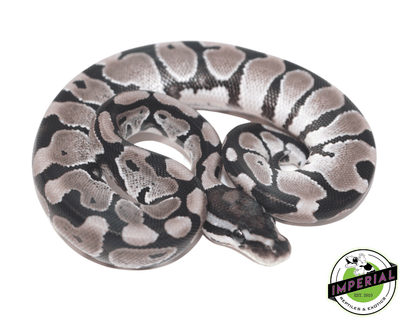 axanthic ball python for sale, buy reptiles online
