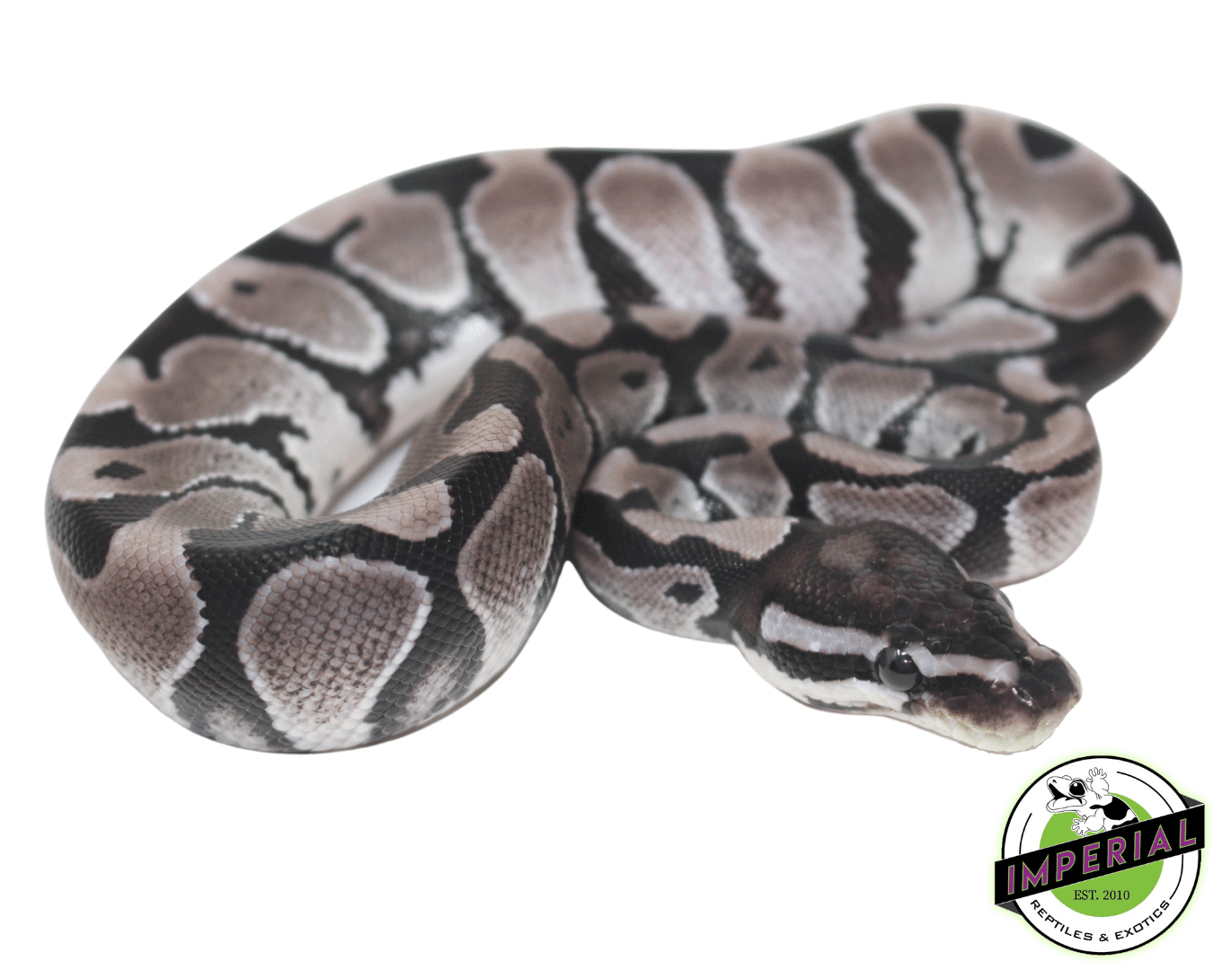 axanthic ball python for sale, buy reptiles online