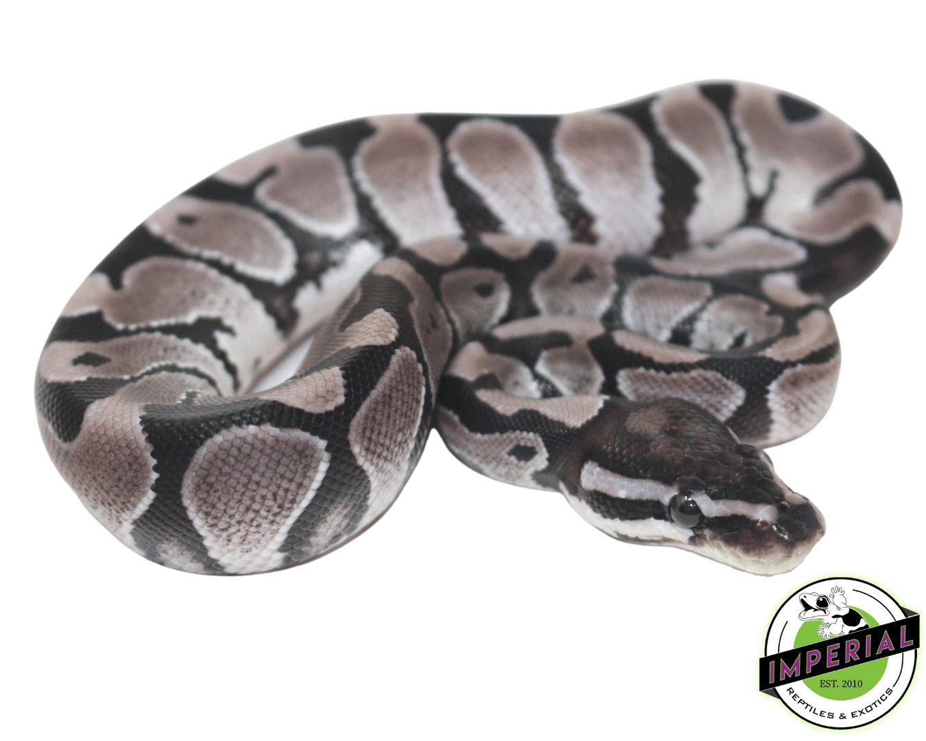 Axanicthac Ball Python Axanthic Ball Python Size