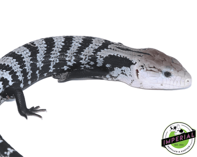 axanthic blue tongue skink for sale, buy reptiles online