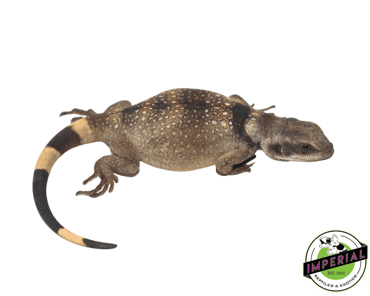 baby-chuckwalla_720x.png?v=