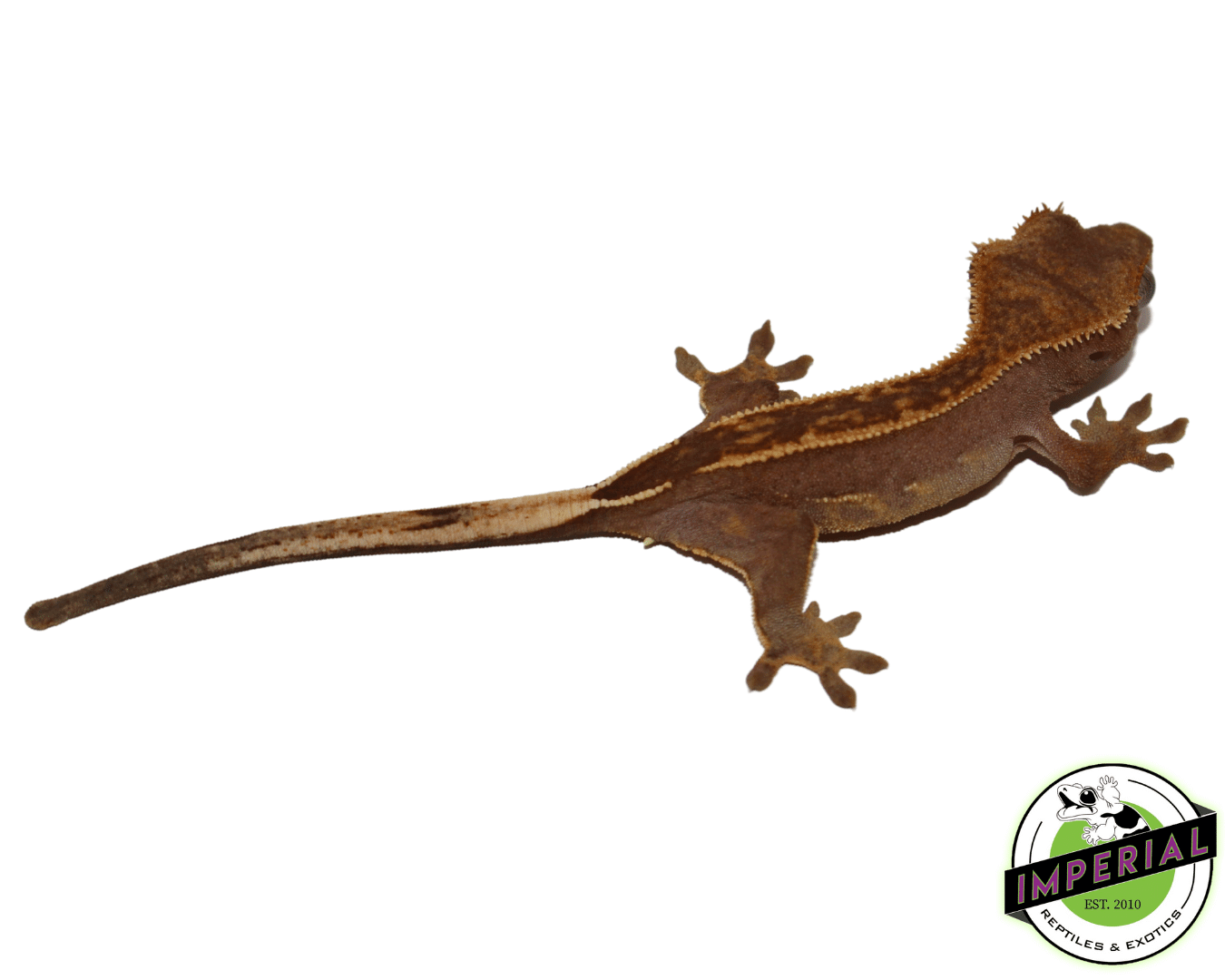 pinstripe crested gecko for sale, buy reptiles online