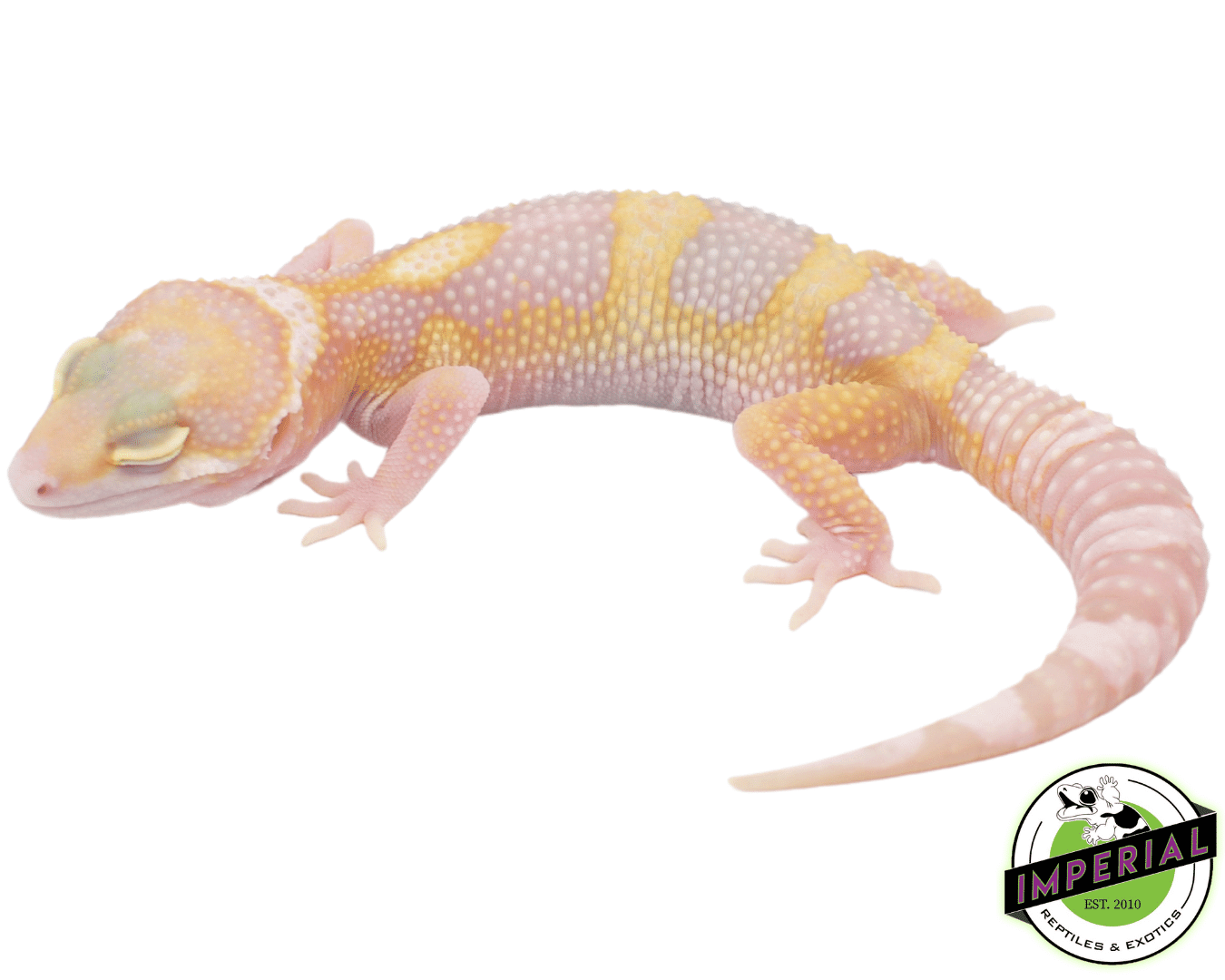 Mack Snow Albino Leopard Gecko For Sale - Imperial Reptiles – IMPERIAL