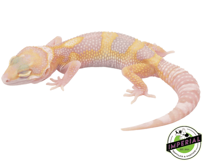 eclipse albino leopard gecko for sale, buy leopard geckos online at cheap prices