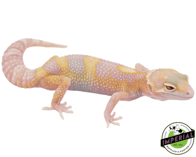eclipse albino leopard gecko for sale, buy leopard geckos online at cheap prices