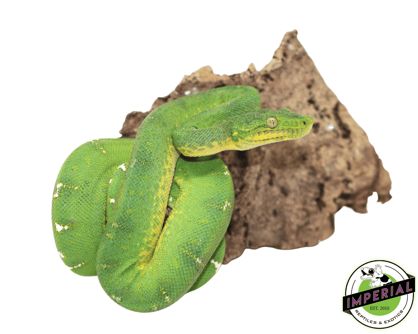 Green Emerald Tree Boa Baby For Sale Imperial Reptiles IMPERIAL