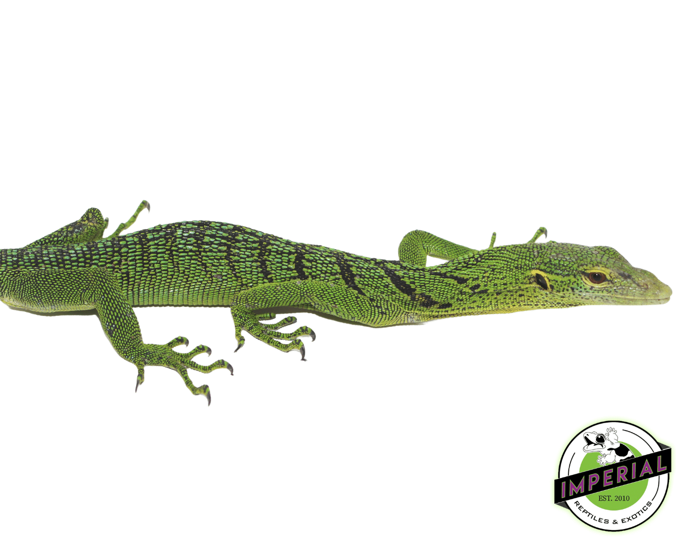 Green Tree Monitor Yearling For Sale Imperial Reptiles IMPERIAL