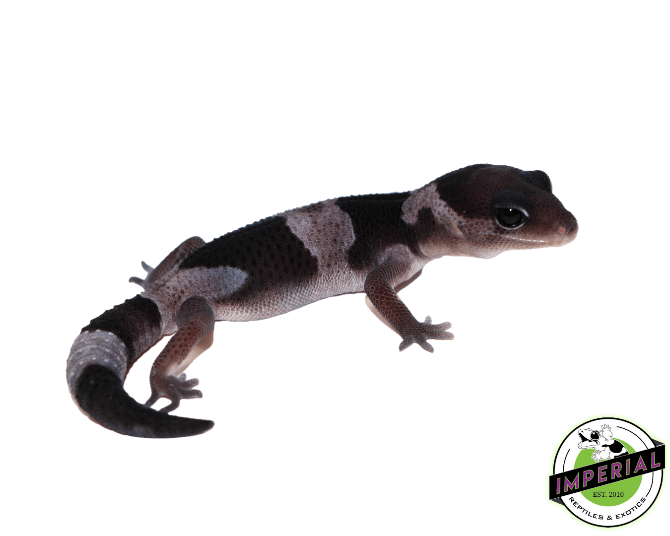 oreo African Fat Tail gecko for sale, buy reptiles online