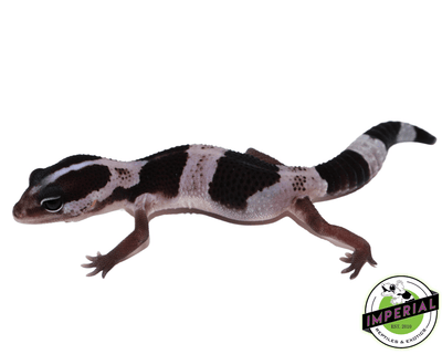 oreo stripe African Fat Tail gecko for sale, buy reptiles online