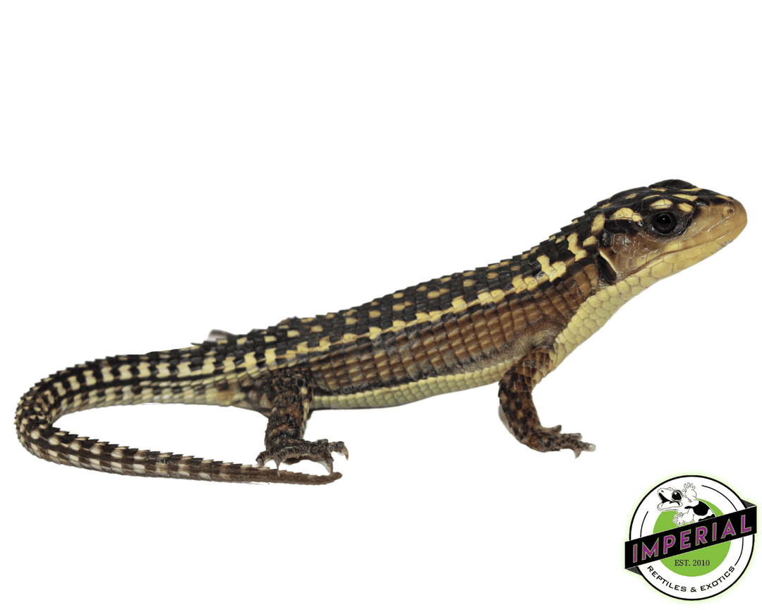 Underground Reptiles Reptile Online Store Flower Food Zoo Med