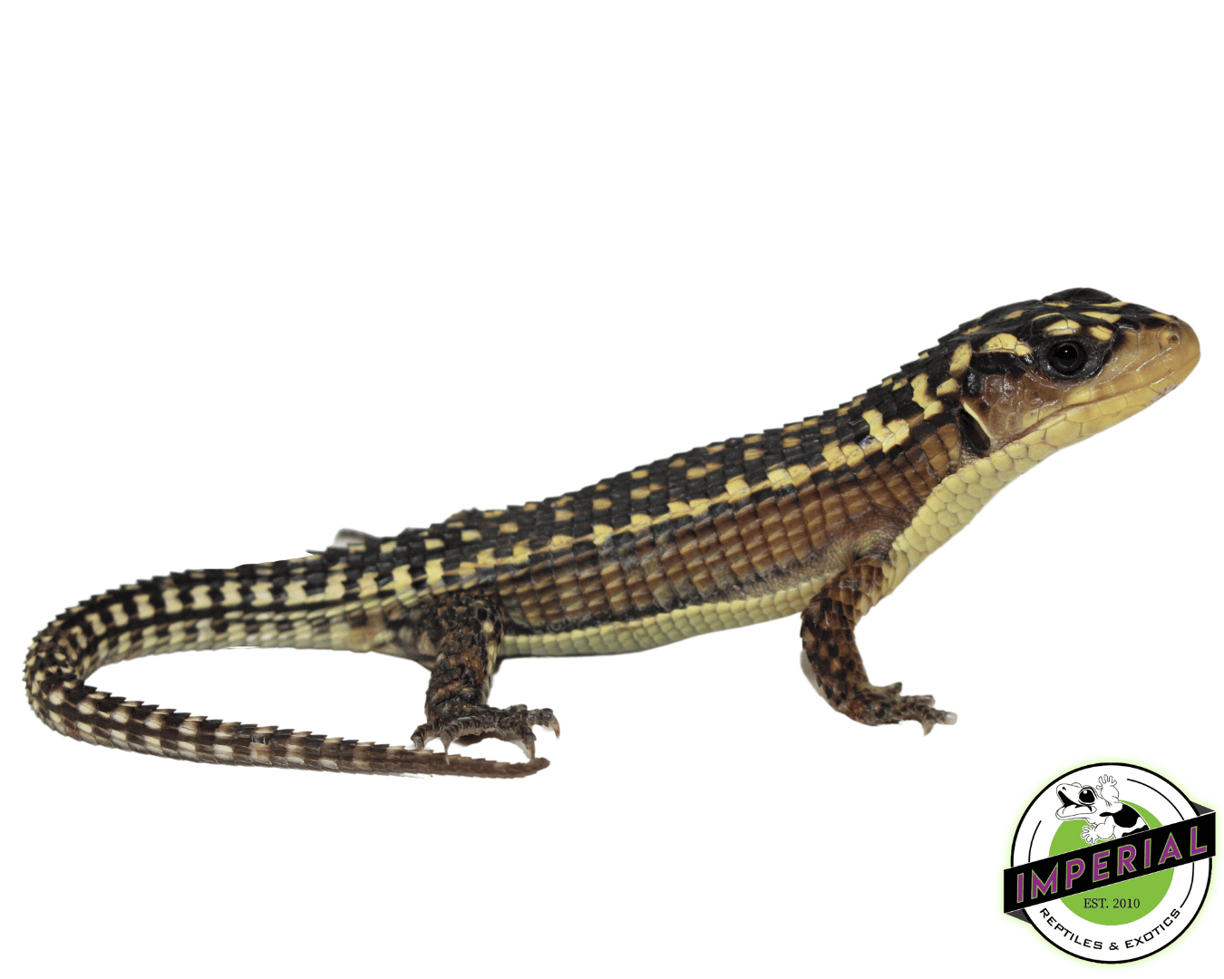 Baby Giant Plated Lizard For Sale Imperial Reptiles IMPERIAL