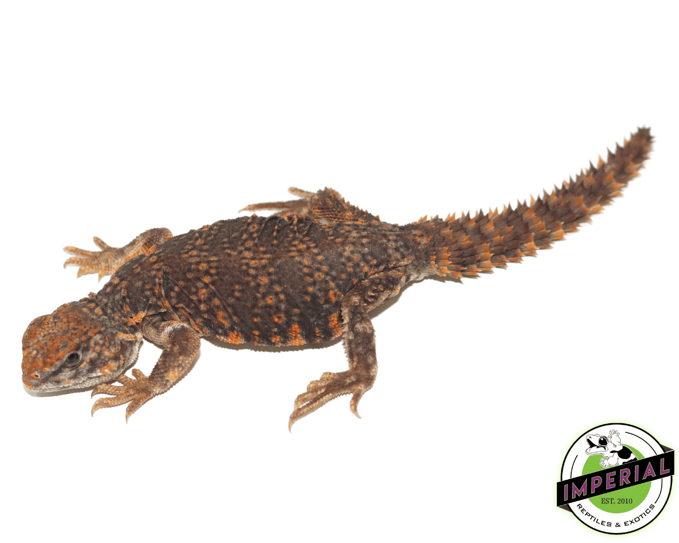 Red Nigerian Uromastyx For Sale - Imperial Reptiles – IMPERIAL REPTILES