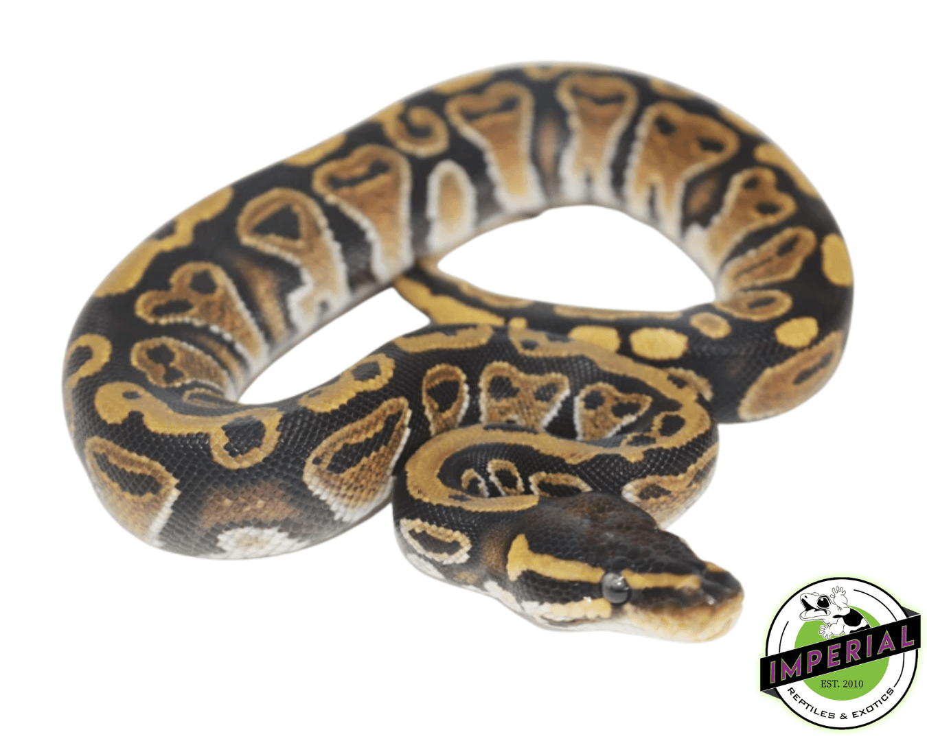 ball python for sale, buy reptiles online
