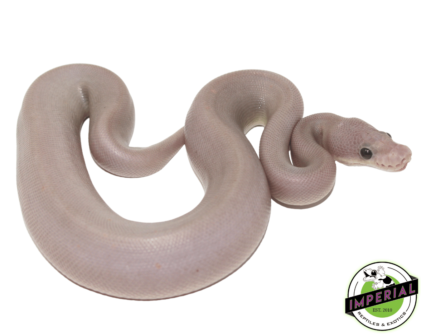 8 Ft Ball Python Banana 8 Ball Python For Sale - Imperial Reptiles – IMPERIAL REPTILES ...