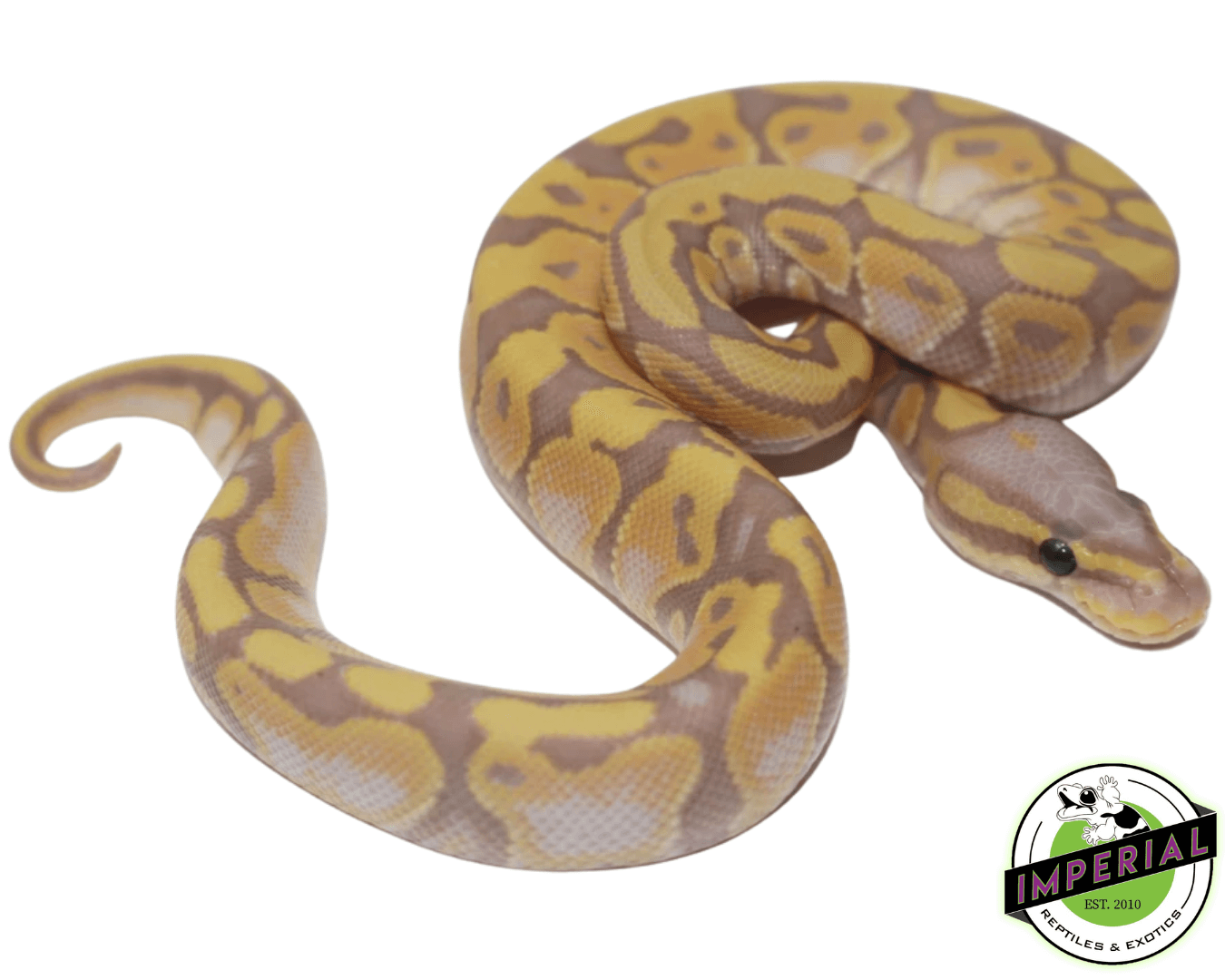 Banana Ball Python For Sale - Imperial Reptiles – IMPERIAL REPTILES ...