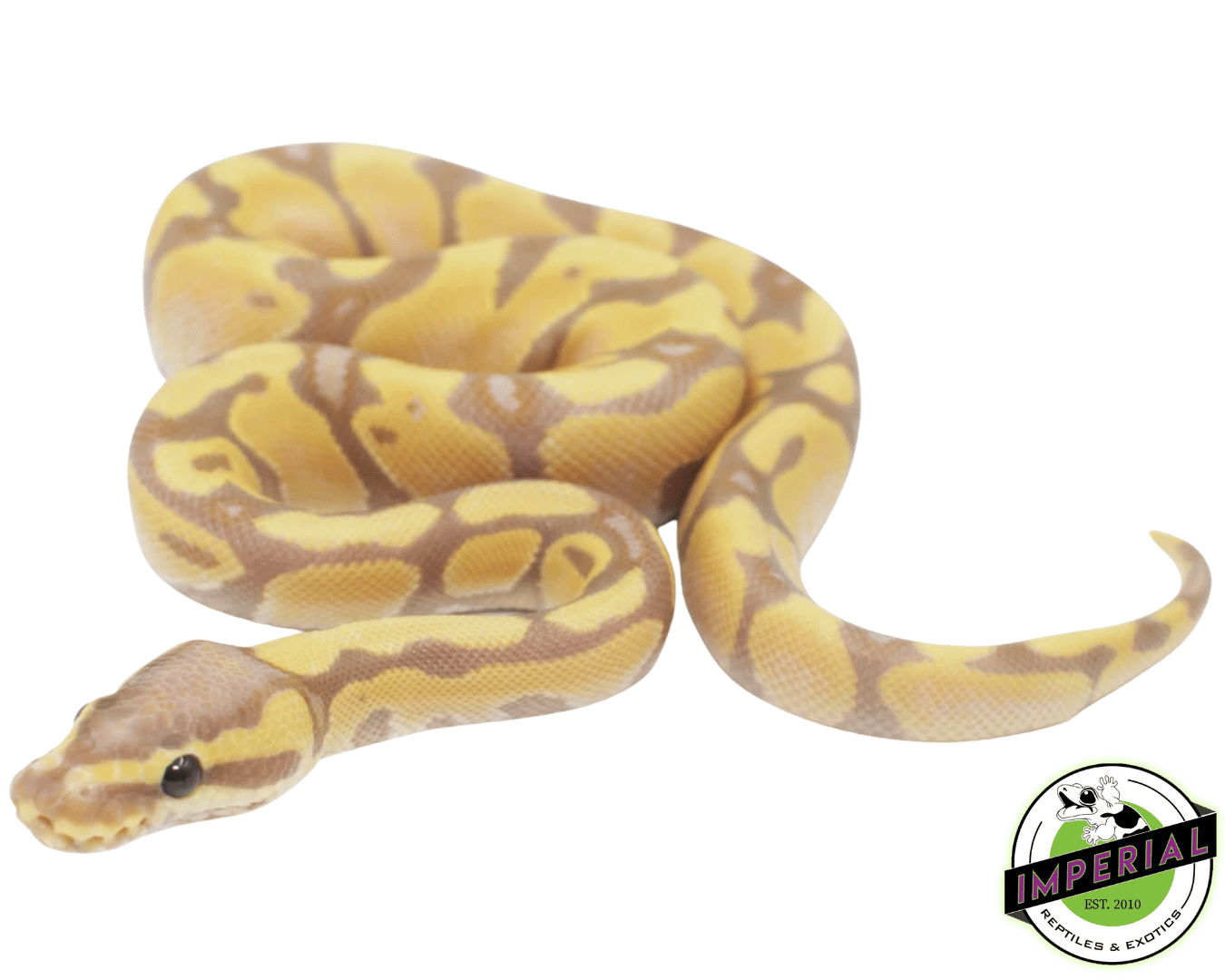 Banana Enchi Fire Ball Python