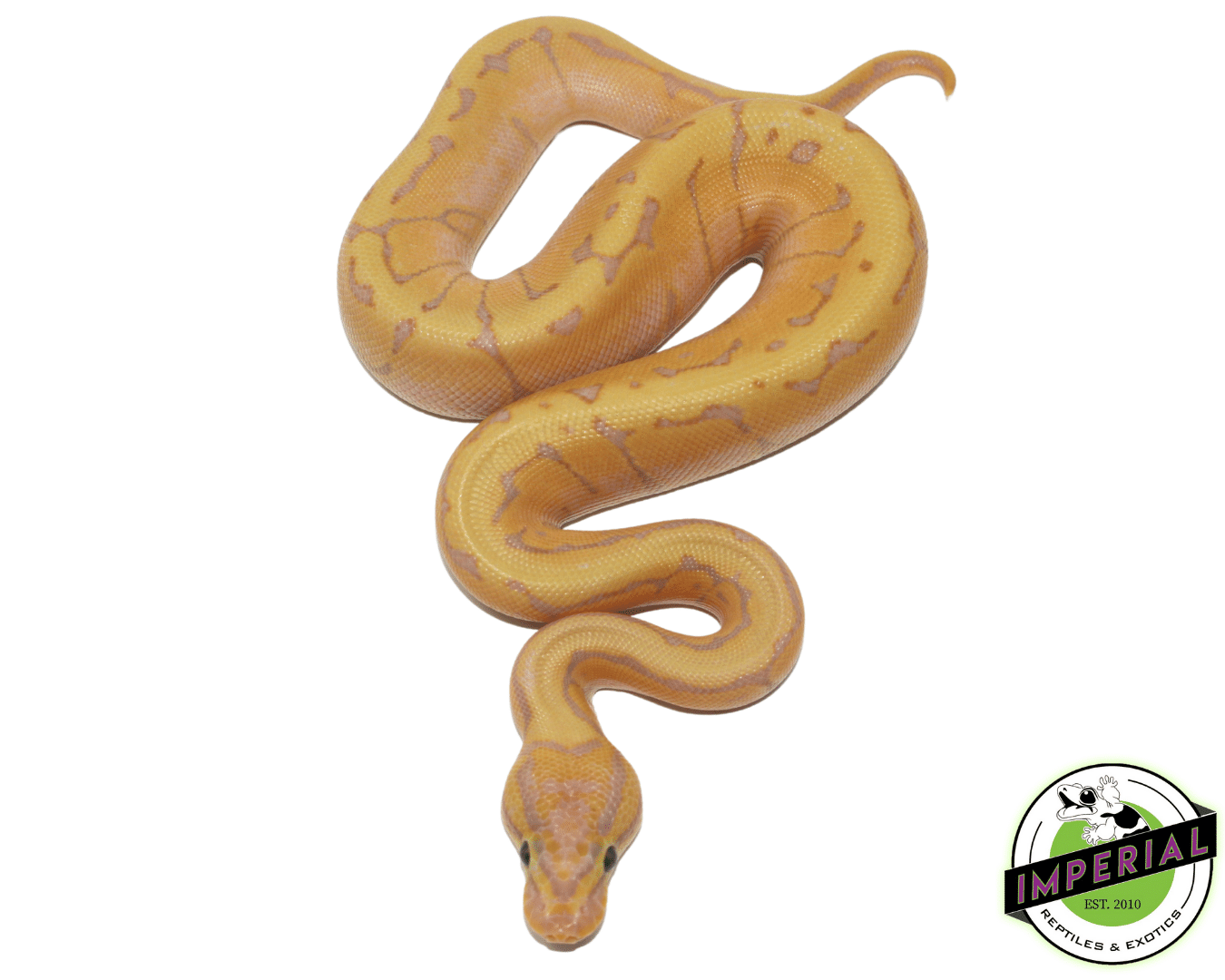 ball python for sale, buy ball pythons online at cheap prices