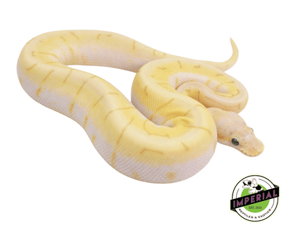 banana enchi spinner ball python for sale, buy reptiles online at cheap prices