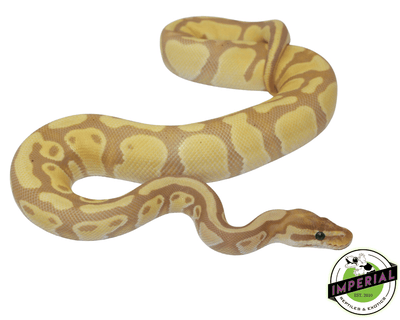 banana het pied ball python for sale, buy reptiles online