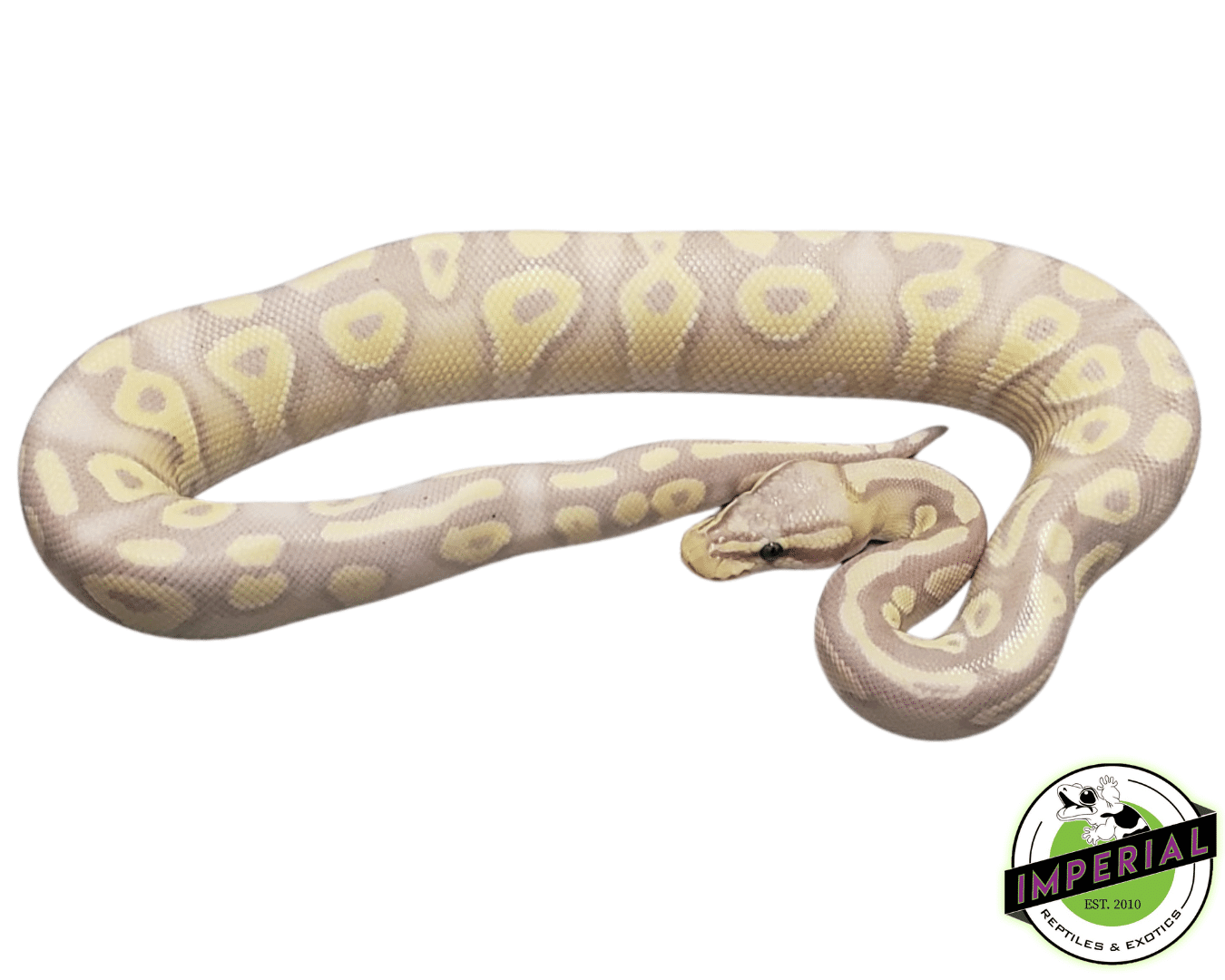 Banana Ball Python