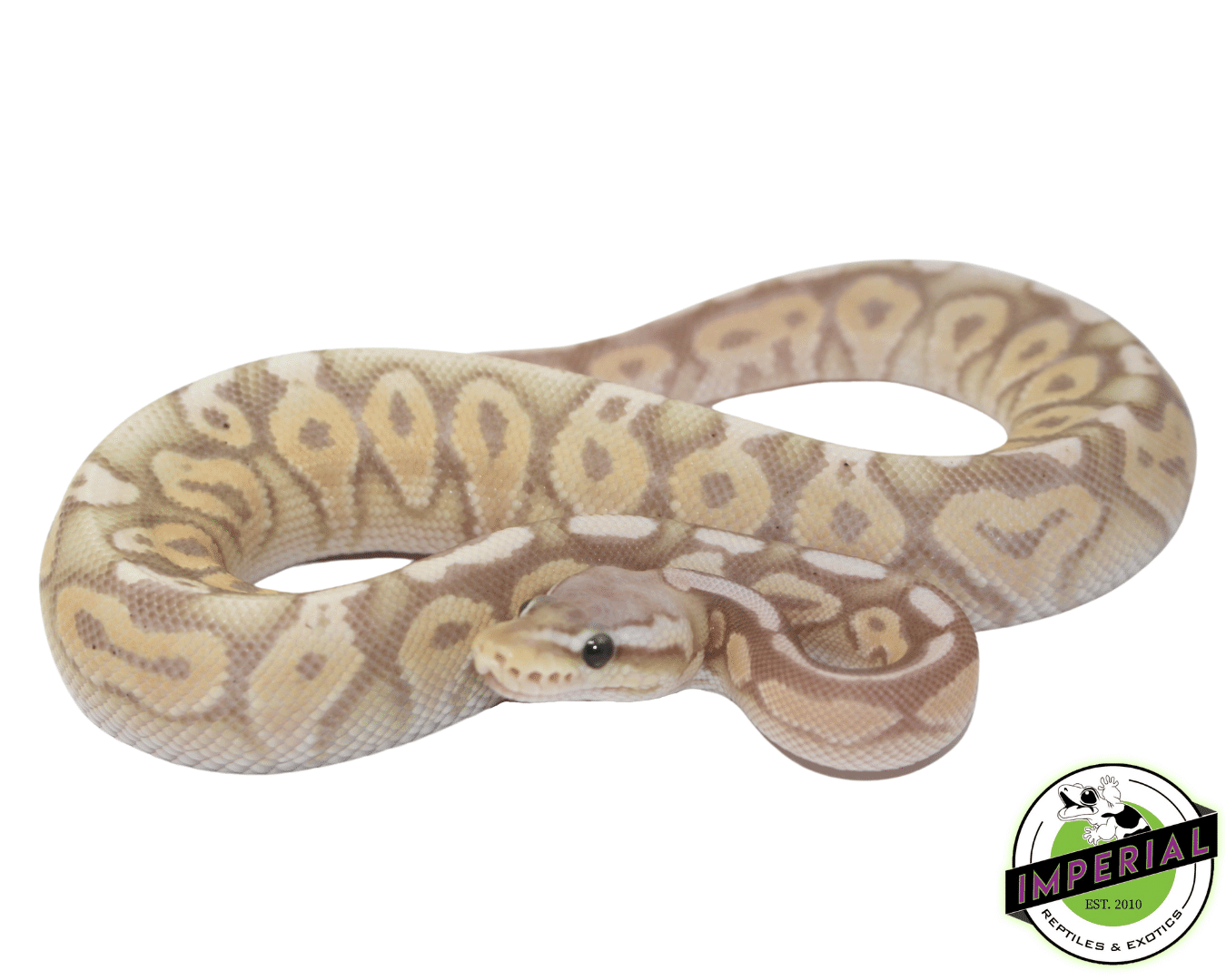 Pewter Ball Python