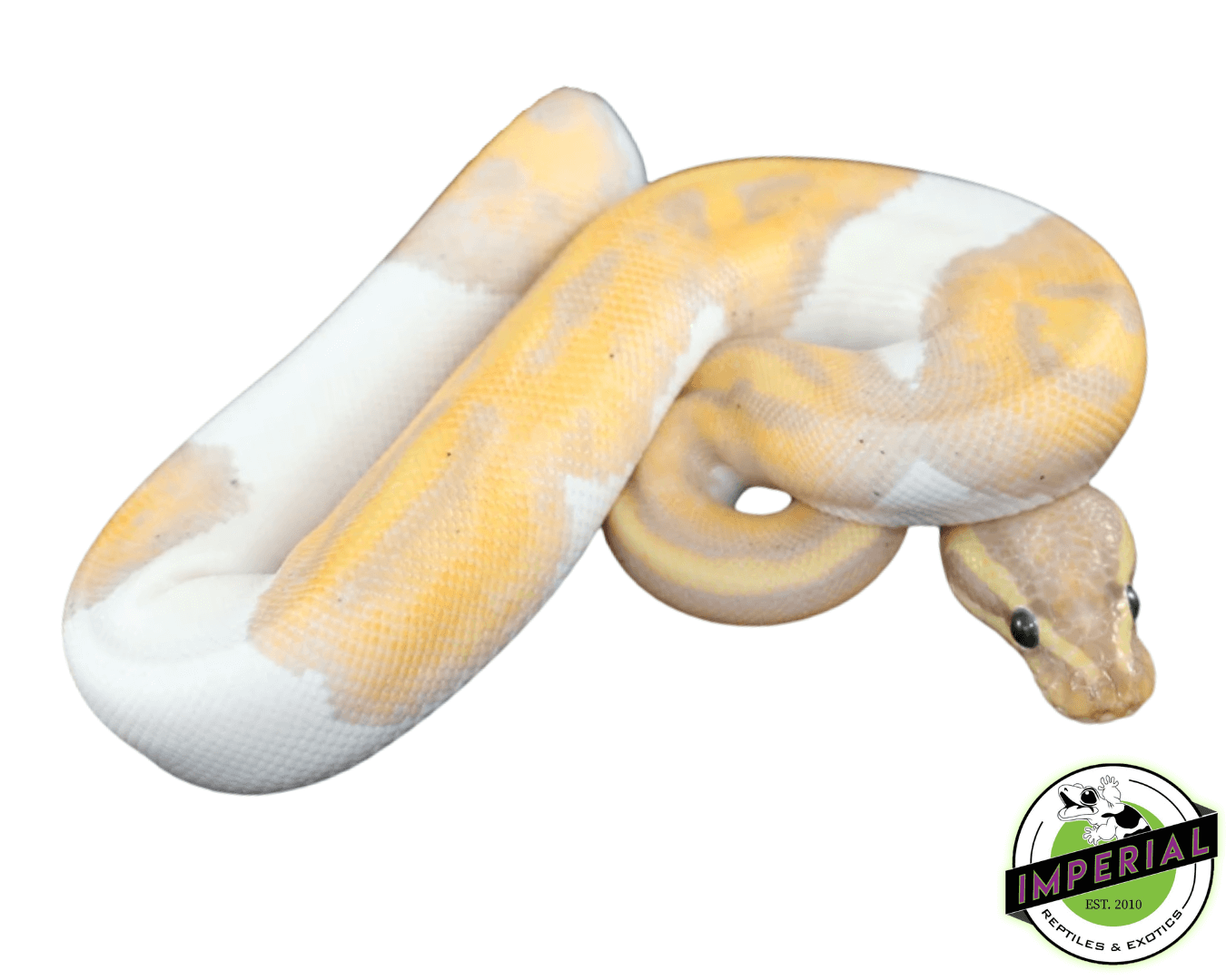 Banana Pied Ball Python