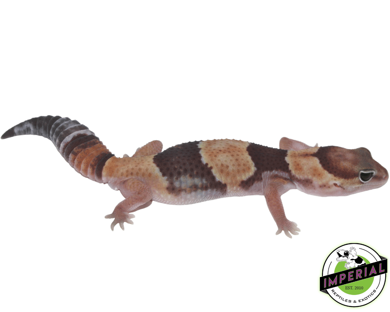 african fat tail gecko for sale, buy geckos online at cheap prices