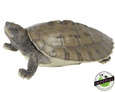 Batagur Borneoensis Painted River Terrapin turtle for sale, buy reptiles online