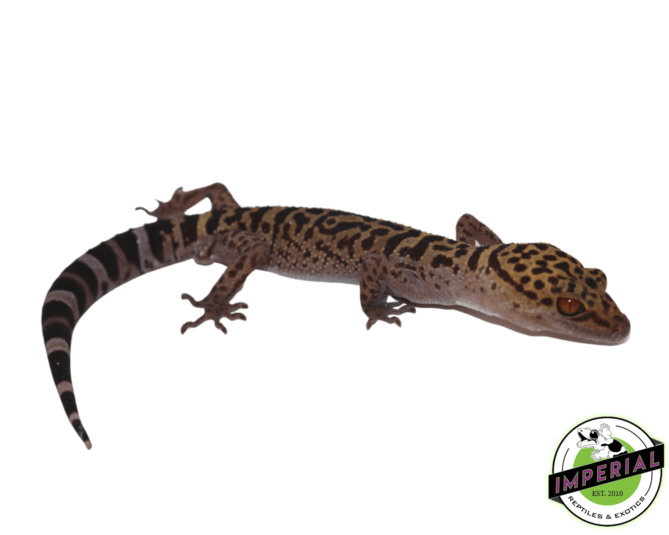 bawang cave gecko for sale, buy reptiles online