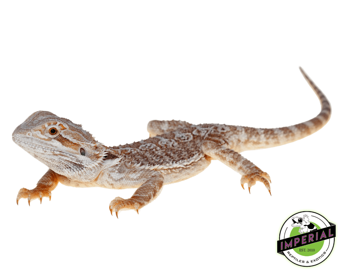 Bearded Dragons For Sale Imperial Reptiles IMPERIAL REPTILES EXOTICS