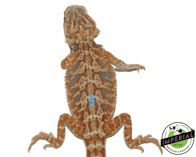 Red Hypo Bearded Dragon