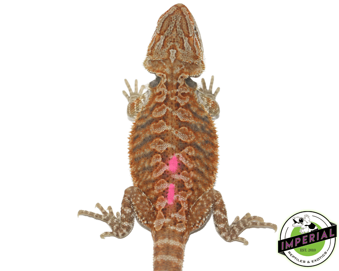 Red Hypo Bearded Dragon