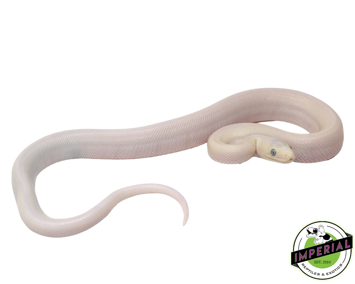 leucistic colombian rainbow boa constrictor for sale, buy reptiles online