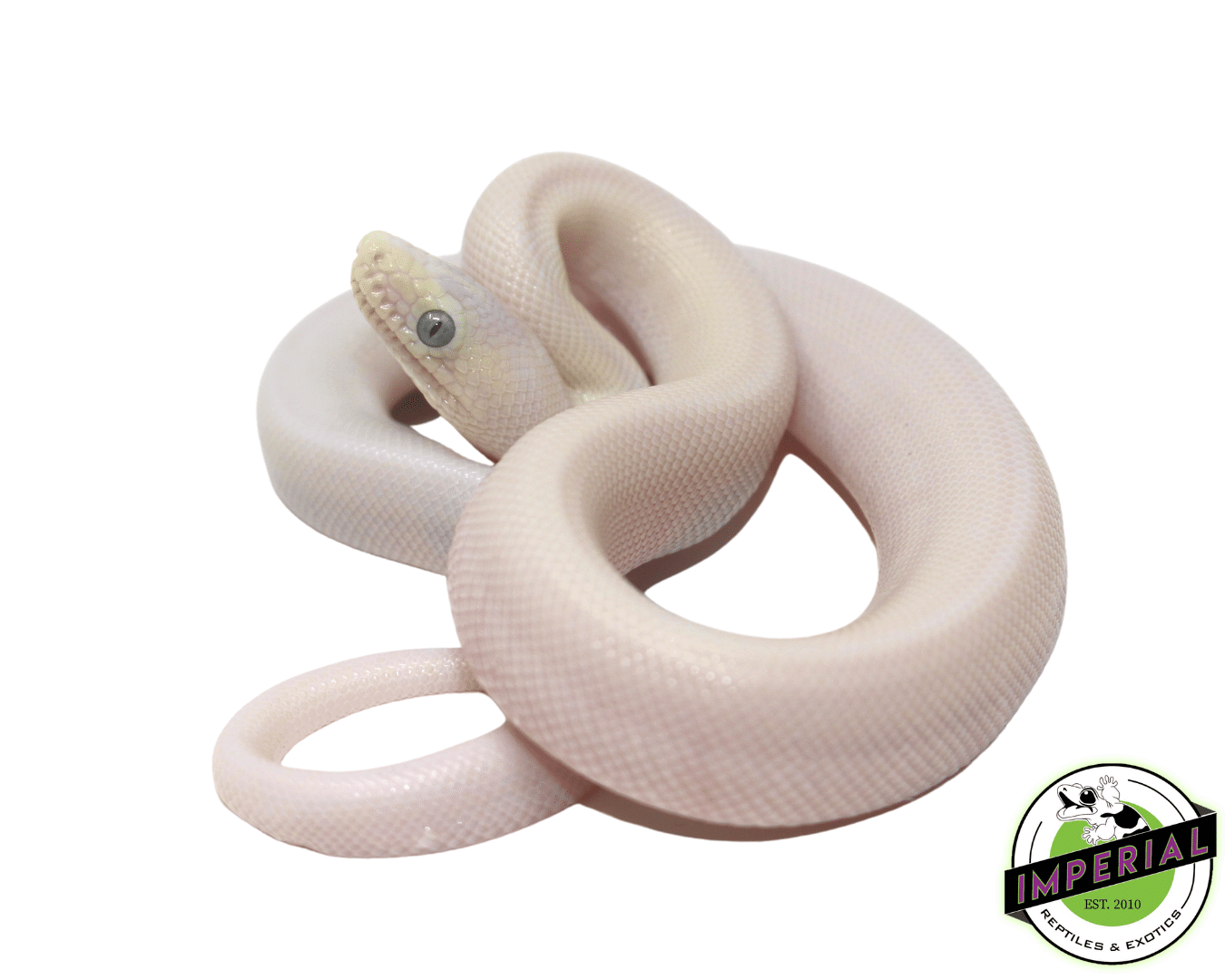 leucistic colombian rainbow boa constrictor for sale, buy reptiles online