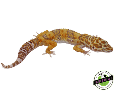 Bell Albino Leopard Gecko Young Adult