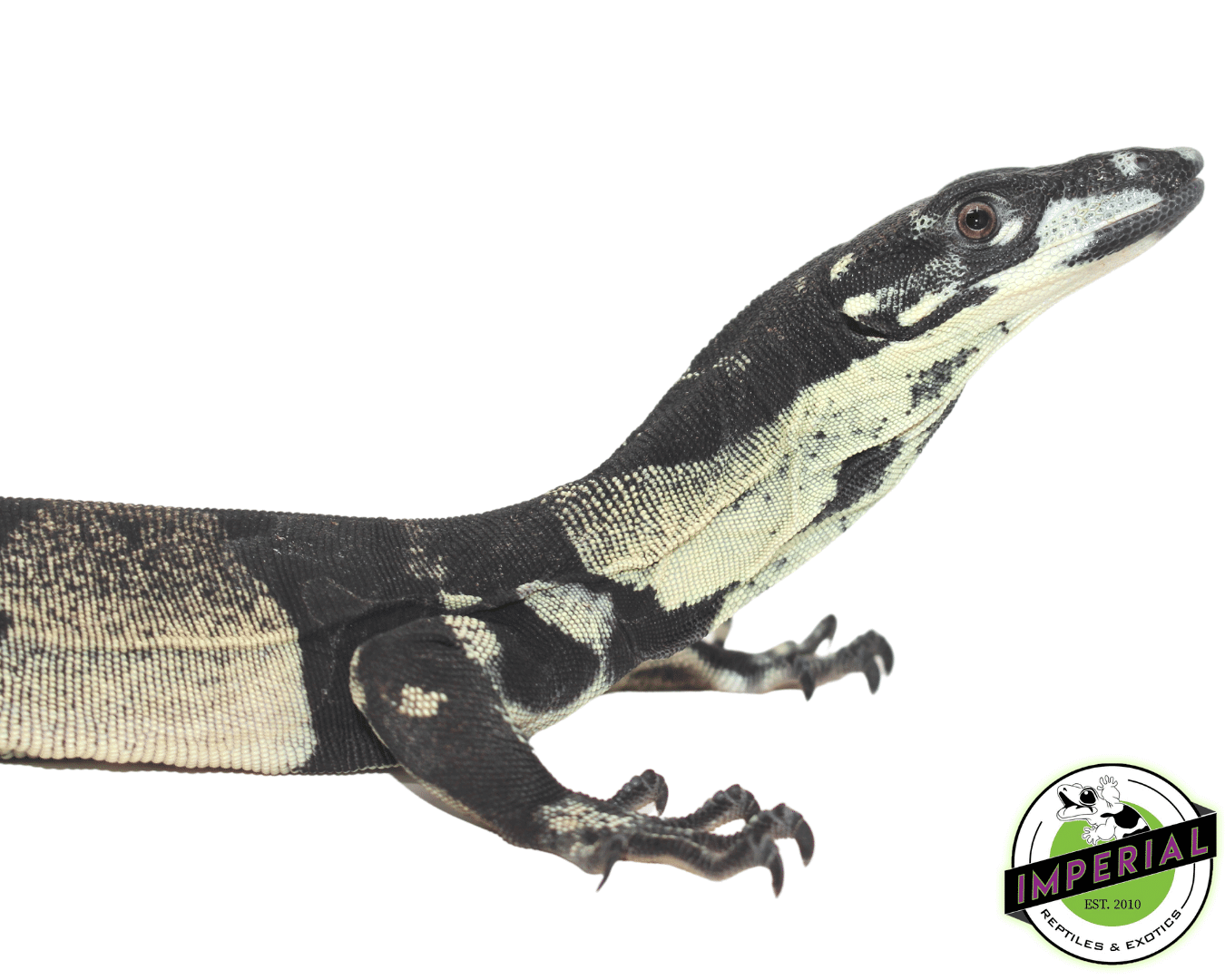 Bell's Phase Lace Monitor Baby For Sale Imperial Reptiles IMPERIAL