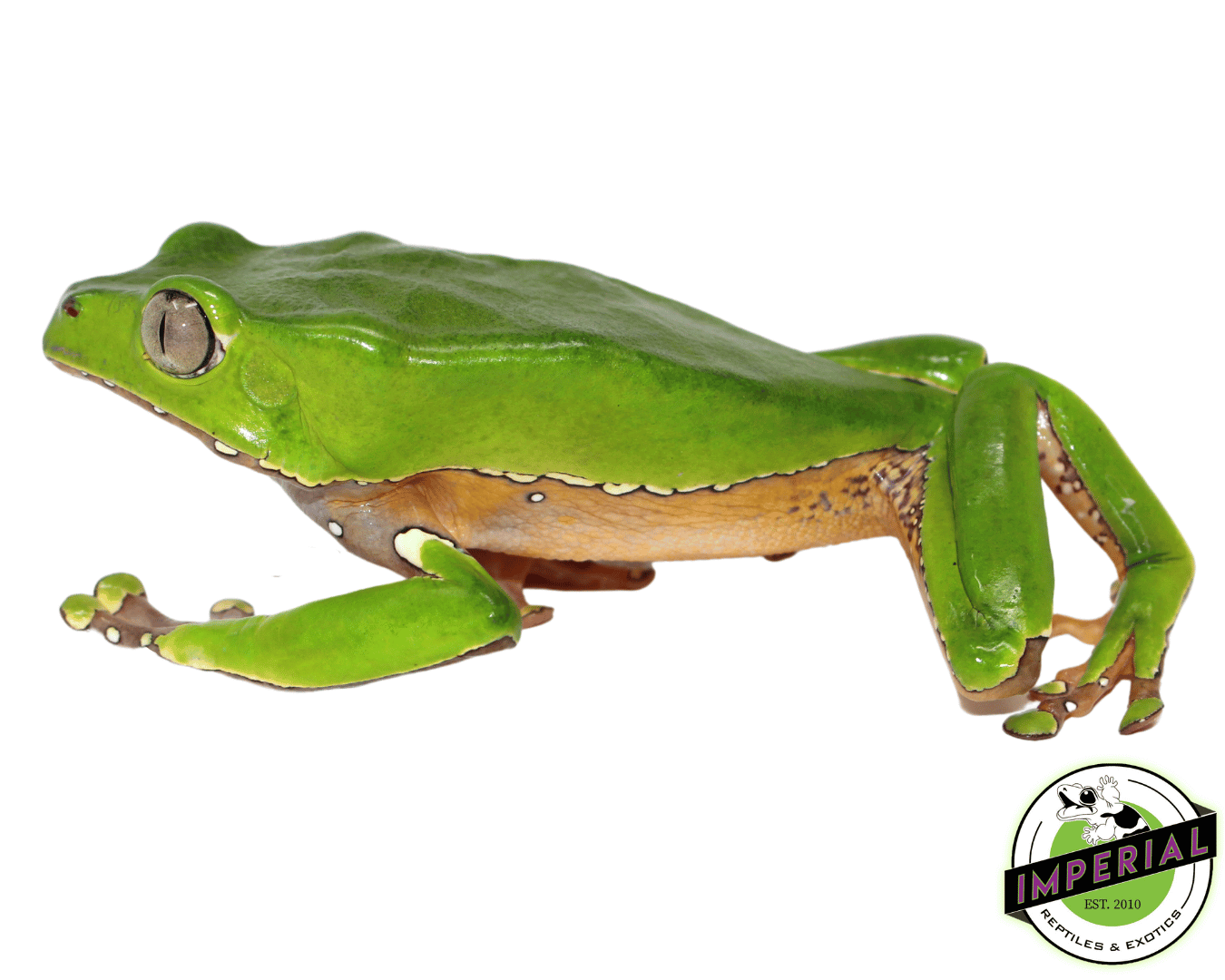 Giant Waxy Monkey Tree Frog For Sale - Imperial Reptiles – IMPERIAL