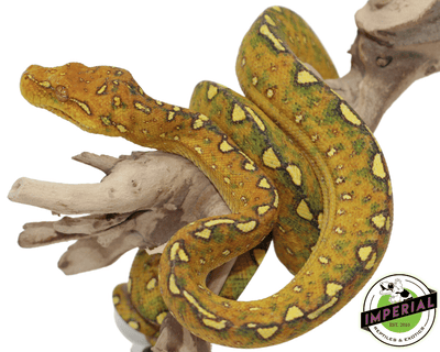 green tree python for sale, buy reptiles online