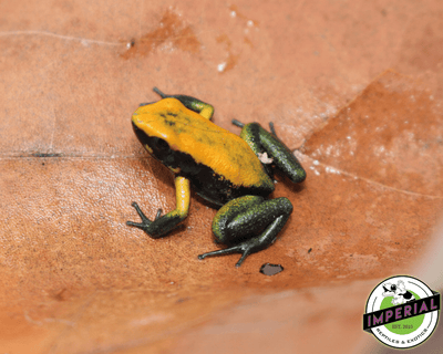 Green leg poison dart frog for sale, buy reptiles online