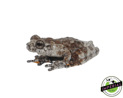 bird poop tree frog for sale, buy amphibians online at cheap prices