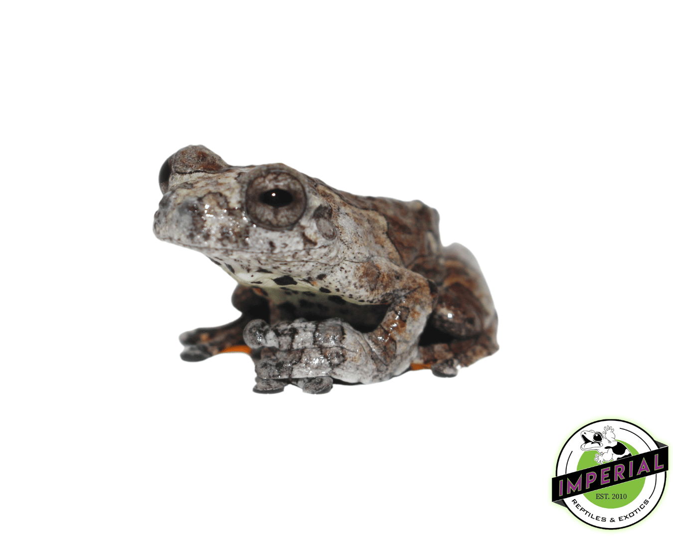 Bird Poop Tree Frog For Sale - Imperial Reptiles – IMPERIAL REPTILES