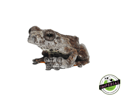 bird poop tree frog for sale, buy amphibians online at cheap prices