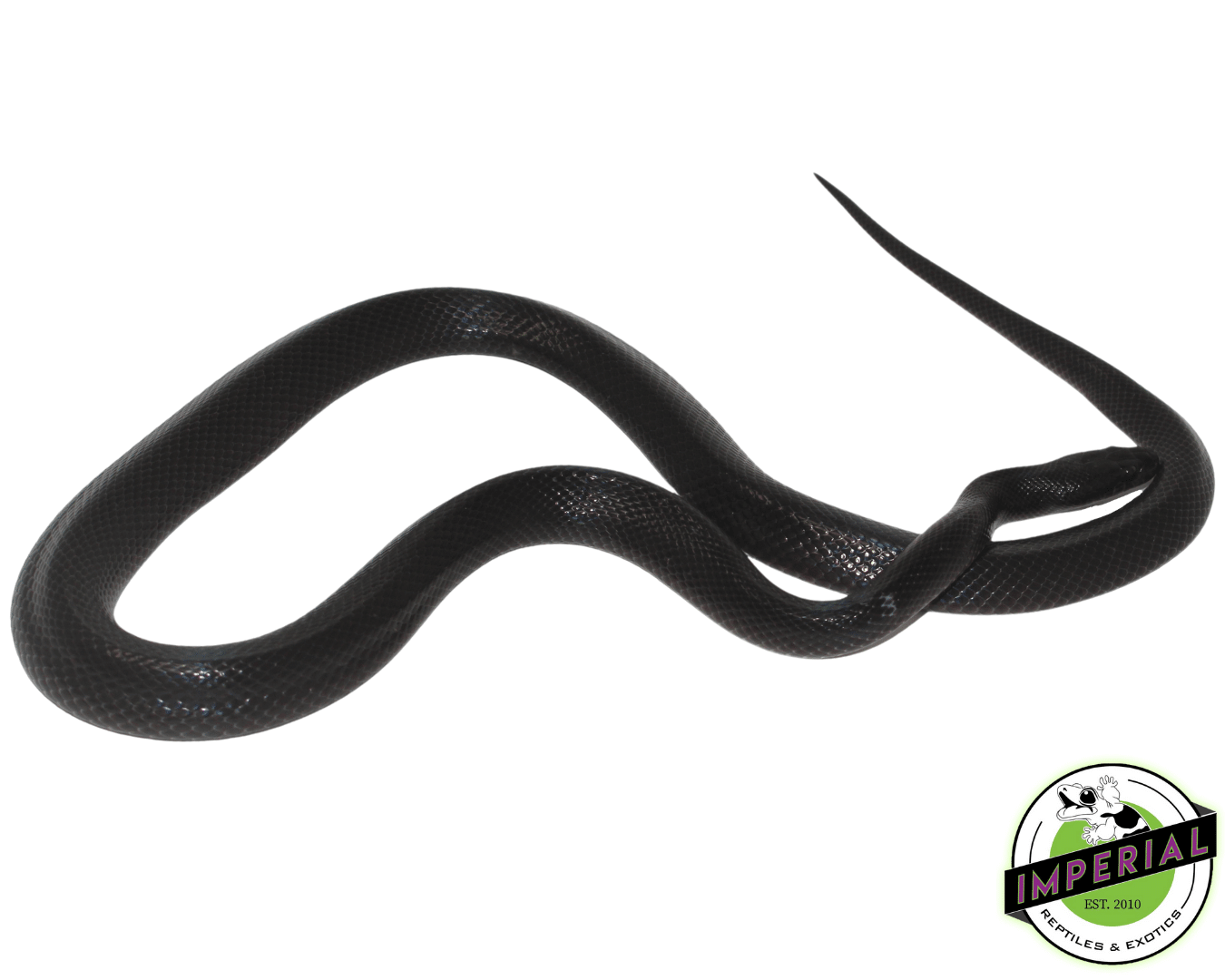 Black African House Snake For Sale Imperial Reptiles IMPERIAL Black african house snake for sale imperial reptiles imperial