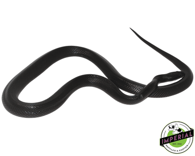 african black house snake for sale, buy reptiles online