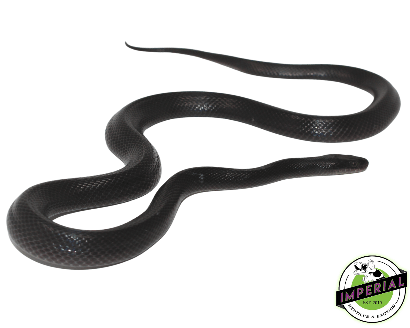african black house snake for sale, buy reptiles online